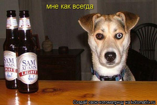 Котоматрица: мне как всегда