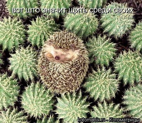 Котоматрица: вот што значит щить среди своих