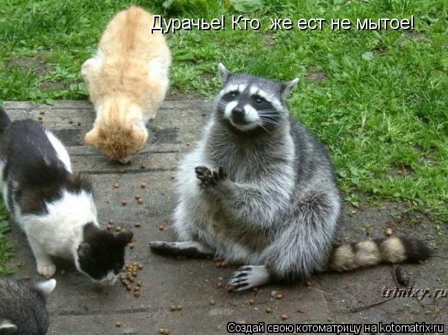 Котоматрица: Дурачье! Кто  же ест не мытое!