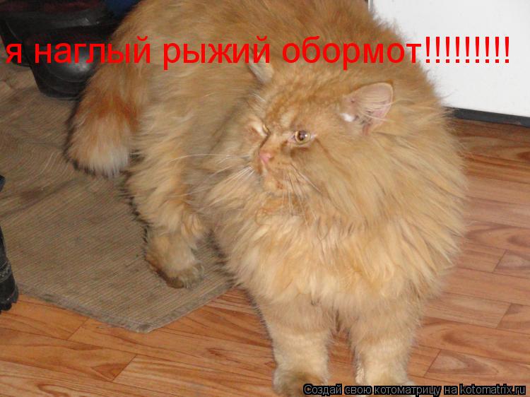 Котоматрица: я наглый рыжий обормот!!!!!!!!!