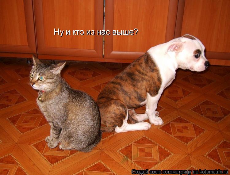 Котоматрица: Ну и кто из нас выше?