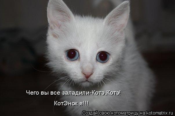 Котоматрица: Чего вы все заладили-Котэ,Котэ! КотЭнок я!!!