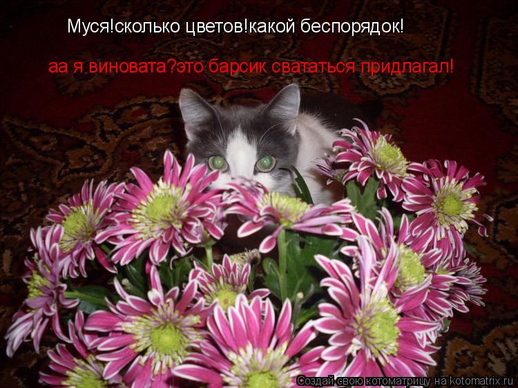Котоматрица: Муся!сколько цветов!какой беспорядок! аа я виновата?это барсик свататься придлагал!