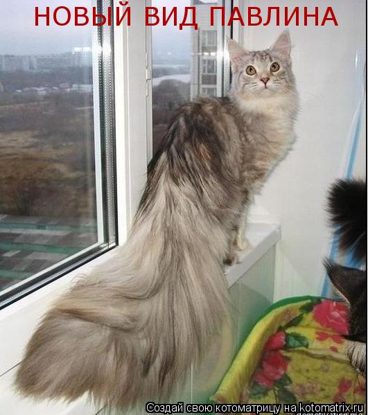 Котоматрица: НОВЫЙ ВИД ПАВЛИНА