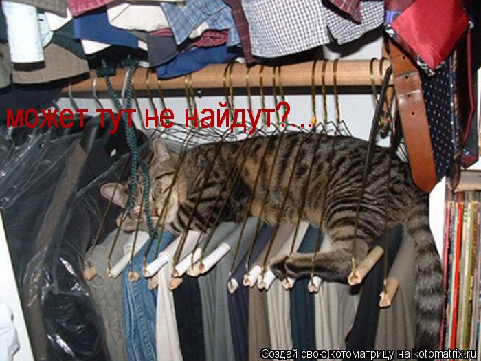 Котоматрица: может тут не найдут?... может тут не найдут?...