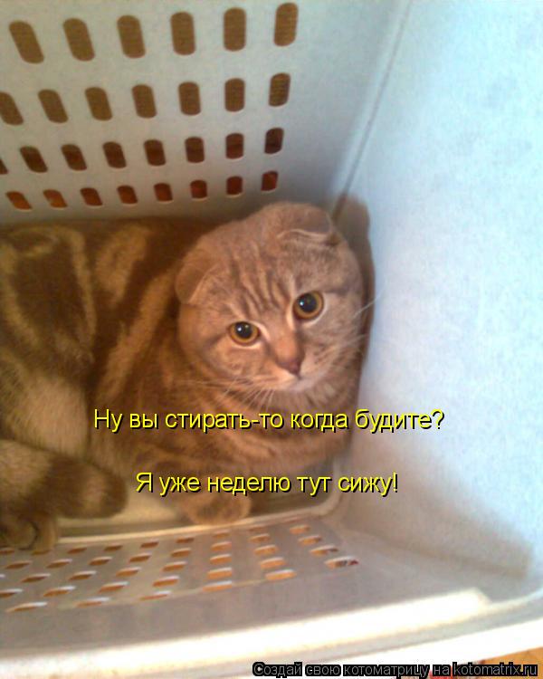 Котоматрица: Ну вы стирать-то когда будите? Я уже неделю тут сижу!