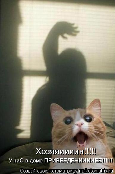 Котоматрица: Хозяяиииин!!!!! У наС в доме ПРИВЕЕДЕНИИИИЕЕ!!!!!!
