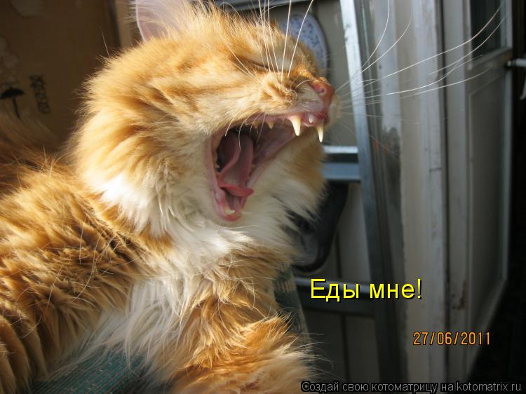 Котоматрица: Еды мне!