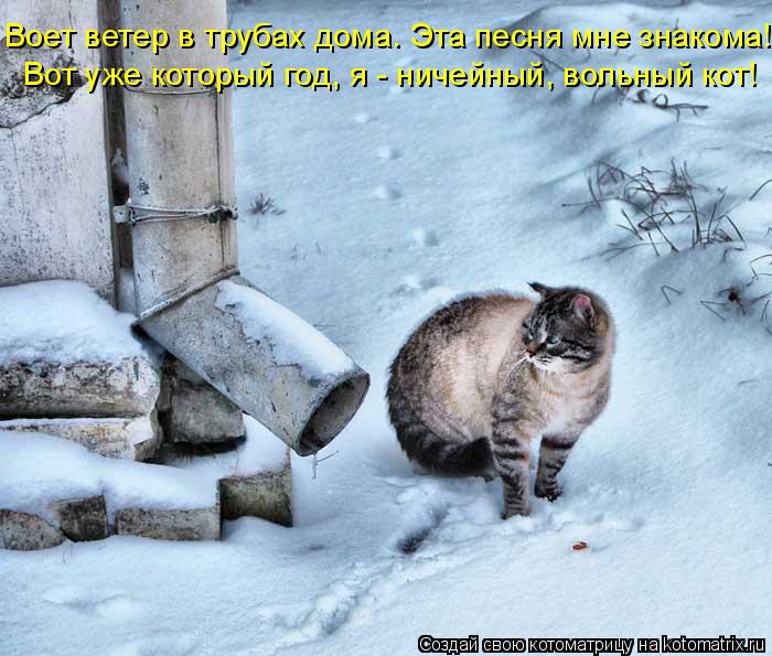 Котоматрица: Воет ветер в трубах дома. Эта песня мне знакома! Вот уже который год, я - ничейный, вольный кот!