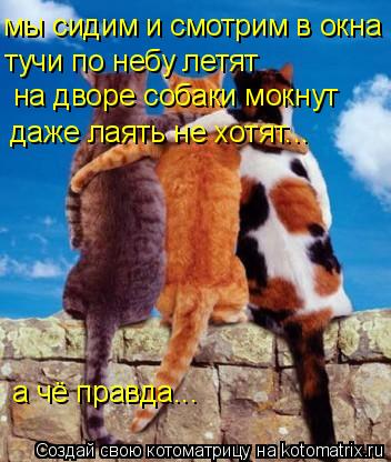 Котоматрица: мы сидим и смотрим в окна тучи по небу летят на дворе собаки мокнут даже лаять не хотят... а чё правда...