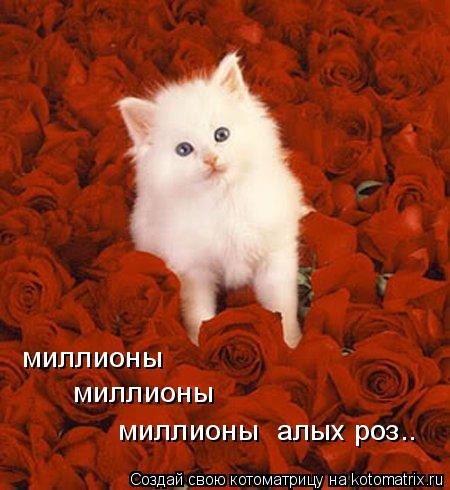 Котоматрица: миллионы миллионы миллионы алых роз..