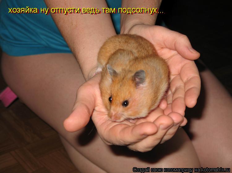 Котоматрица: хозяйка ну отпусти,ведь там подсолнух... хозяйка ну отпусти,ведь там подсолнух...