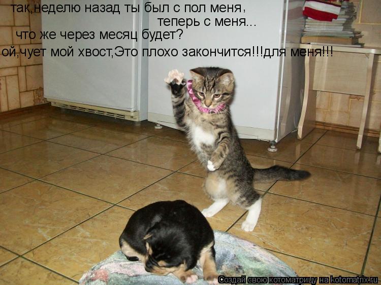 Котоматрица: так,неделю назад ты был с пол меня , теперь с меня... что же через месяц будет?  ой,чует мой хвост,Это плохо закончится!!!для меня!!!
