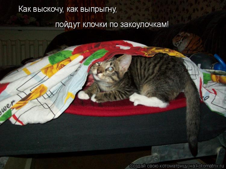 Котоматрица: Как выскочу, как выпрыгну,  пойдут клочки по закоулочкам!