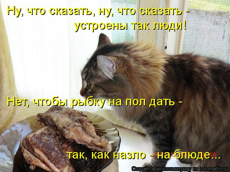 Котоматрица: Ну, что сказать, ну, что сказать -  устроены так люди! Нет, чтобы рыбку на пол дать -  так, как назло - на блюде...