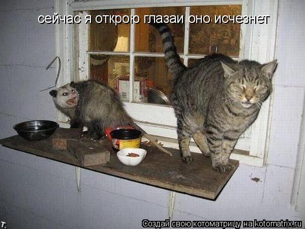 Котоматрица: сейчас я открою глазаи оно исчезнет