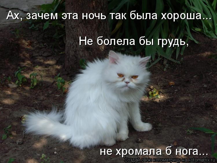 Котоматрица: Ах, зачем эта ночь так была хороша... Не болела бы грудь,  не хромала б нога...