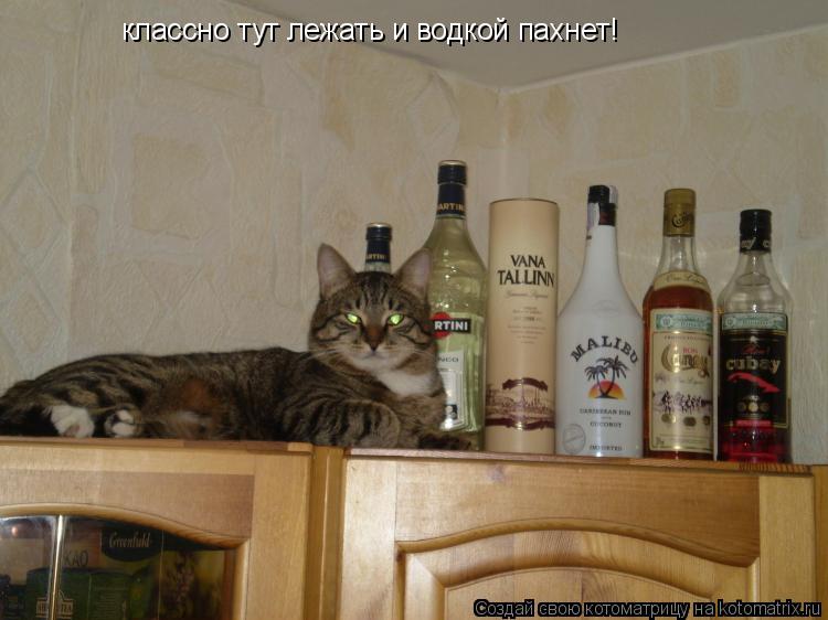 классно тут лежать и водкой пахнет!... Котоматрица: классно тут лежать и водкой пахнет!