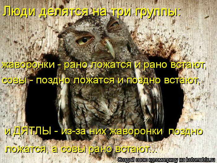 Котоматрица: Люди делятся на три группы: жаворонки - рано ложатся и рано встают,  совы - поздно ложатся и поздно встают,  и ДЯТЛЫ - из-за них жаворонки  поздн