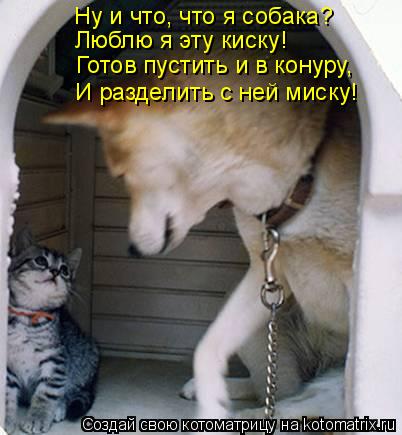 Котоматрица: Ну и что, что я собака? Люблю я эту киску! Готов пустить и в конуру, И разделить с ней миску!