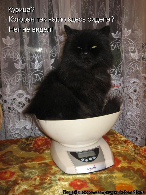 Котоматрица: Курица? Которая так нагло здесь сидела? Нет не видел!