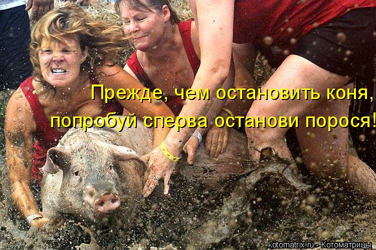 Прежде, чем остановить коня, попробуй сперва останови порося!... Котоматрица: Прежде, чем остановить коня, попробуй сперва останови порося!