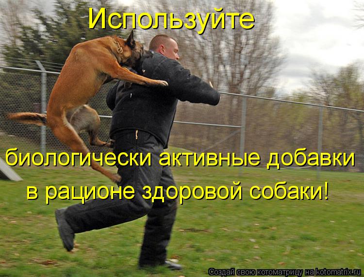 Котоматрица: Используйте биологически активные добавки в рационе здоровой собаки!