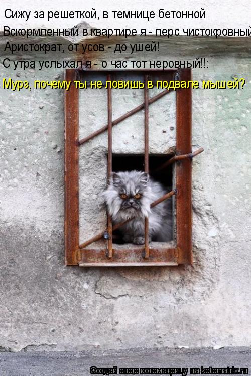 Котоматрица: Сижу за решеткой, в темнице бетонной Вскормленный в квартире я - перс чистокровный! Аристократ, от усов - до ушей! С утра услыхал я - о час тот 