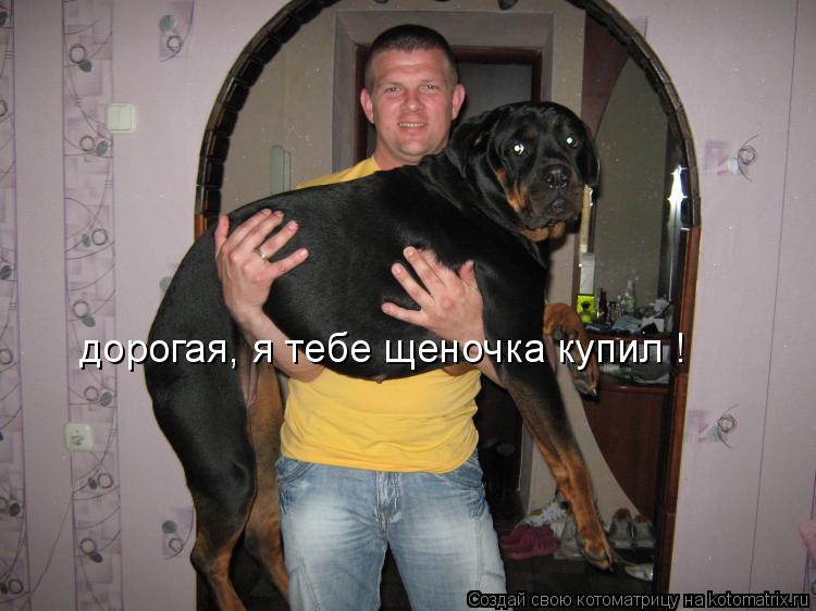 Котоматрица: дорогая, я тебе щеночка купил !