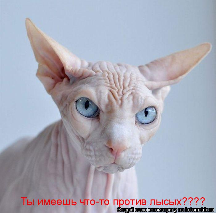 Котоматрица: Ты имеешь что-то против лысых????