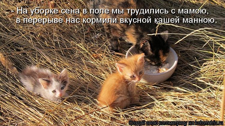 - На уборке сена в поле мы трудились с мамою, в перерыве нас кормили вкусной кашей манною.... Котоматрица: - На уборке сена в поле мы трудились с мамою, в перерыве нас кормили вкусной кашей манною.