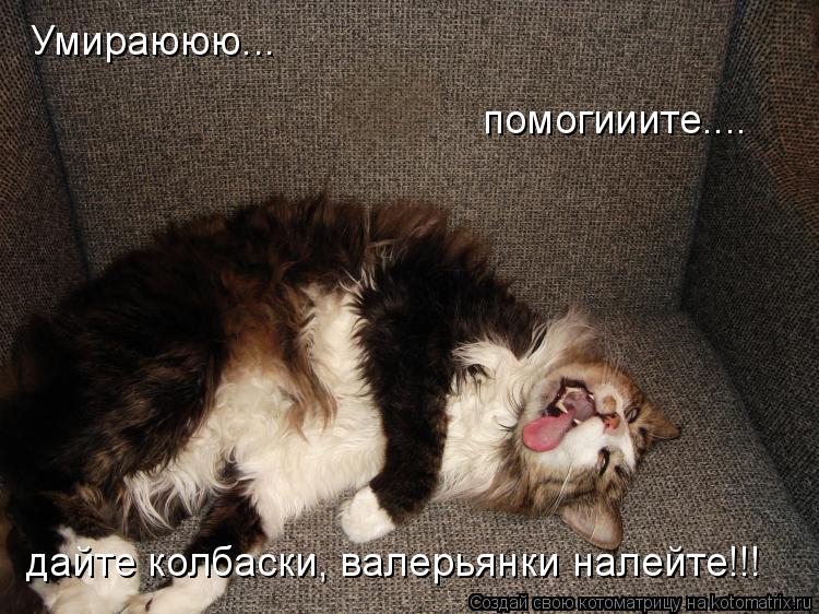 Котоматрица: Умираююю... помогииите.... дайте колбаски, валерьянки налейте!!!