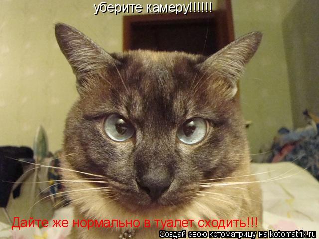 Котоматрица: уберите камеру!!!!!! Дайте же нормально в туалет сходить!!!