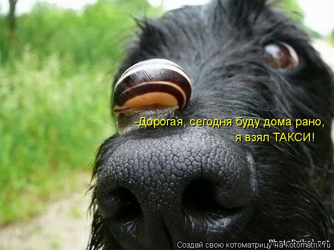 -Дорогая, сегодня буду дома рано, я взял ТАКСИ!... Котоматрица: -Дорогая, сегодня буду дома рано, я взял ТАКСИ!