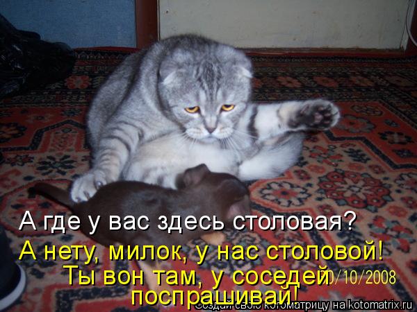 А где у вас здесь столовая? А нету, милок, у нас столовой! Ты вон там, у соседей поспрашивай!... Котоматрица: А где у вас здесь столовая? А нету, милок, у нас столовой! Ты вон там, у соседей поспрашивай!