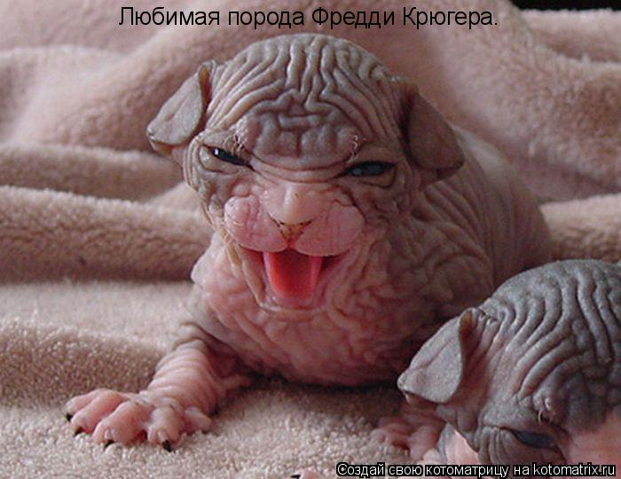 Котоматрица: Любимая порода Фредди Крюгера.