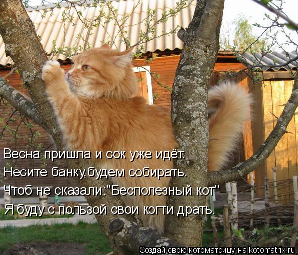 Весна пришла и сок уже идёт. Несите банку,будем собирать. Чтоб не сказали:"Бесполезный кот" Я буду с ... Котоматрица: Весна пришла и сок уже идёт. Несите банку,будем собирать. Чтоб не сказали:"Бесполезный кот" Я буду с пользой свои когти драть.