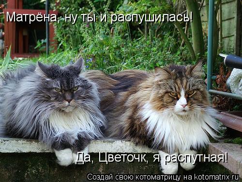 Котоматрица: Матрёна, ну ты и распушилась! Да, Цветочк, я распутная!
