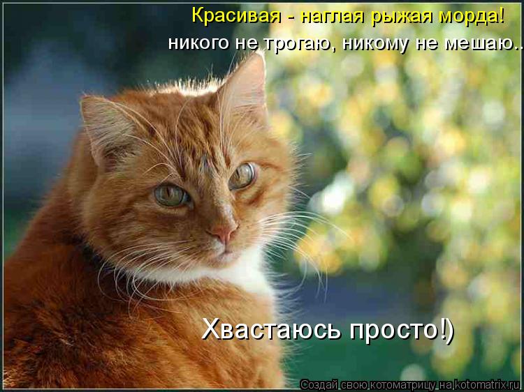 Котоматрица: Красивая - наглая рыжая морда! никого не трогаю, никому не мешаю... Хвастаюсь просто!)