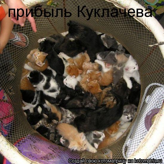 Котоматрица: прибыль Куклачева