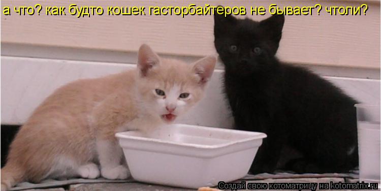 Котоматрица: а что? как будто кошек гасторбайтеров не бывает? чтоли?