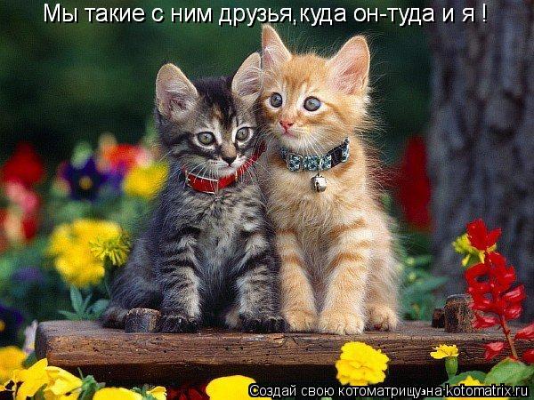 Котоматрица: Мы такие с ним друзья,куда он-туда и я ! Мы такие с ним друзья,куда он-туда и я !