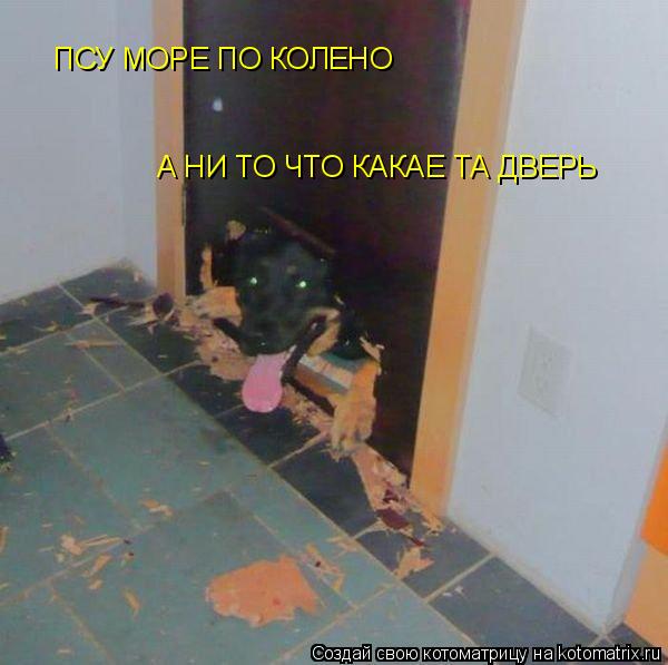 ПСУ МОРЕ ПО КОЛЕНО А НИ ТО ЧТО КАКАЕ ТА ДВЕРЬ... Котоматрица: ПСУ МОРЕ ПО КОЛЕНО А НИ ТО ЧТО КАКАЕ ТА ДВЕРЬ