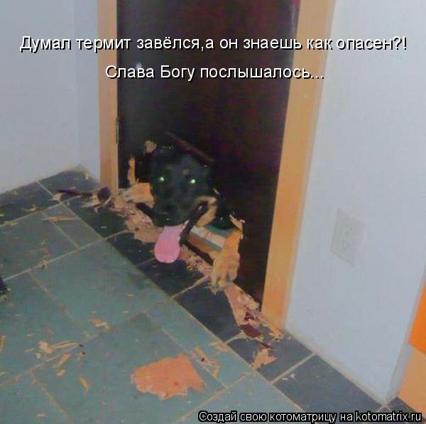 Котоматрица: Думал термит завёлся,а он знаешь как опасен?! Слава Богу послышалось...