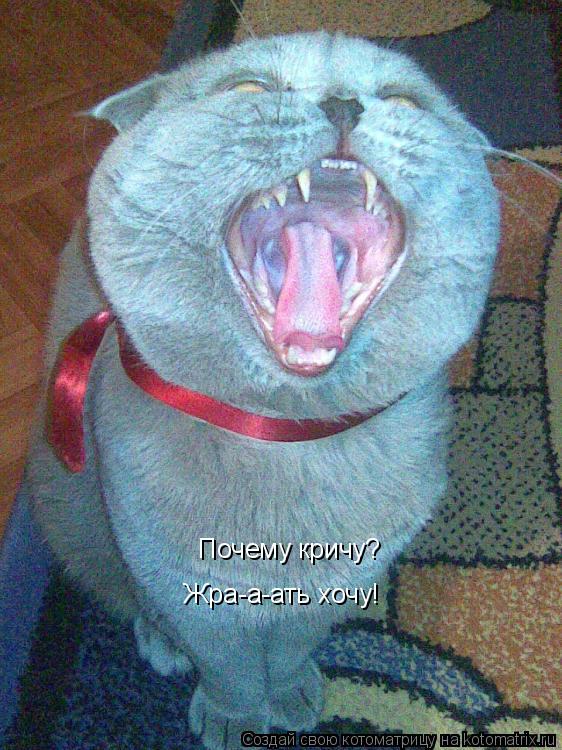 Котоматрица: Почему кричу? Жра-а-ать хочу!