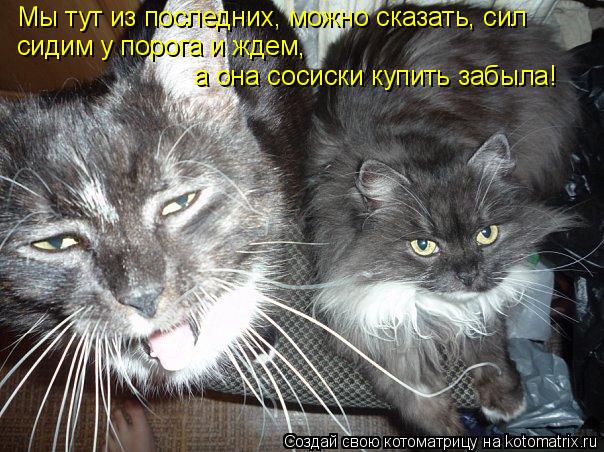 Котоматрица: Мы тут из последних, можно сказать, сил сидим у порога и ждем, а она сосиски купить забыла!