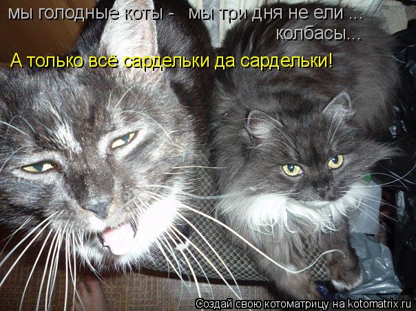 Котоматрица: А только всё сардельки да сардельки! мы три дня не ели ... мы голодные коты -  колбасы...