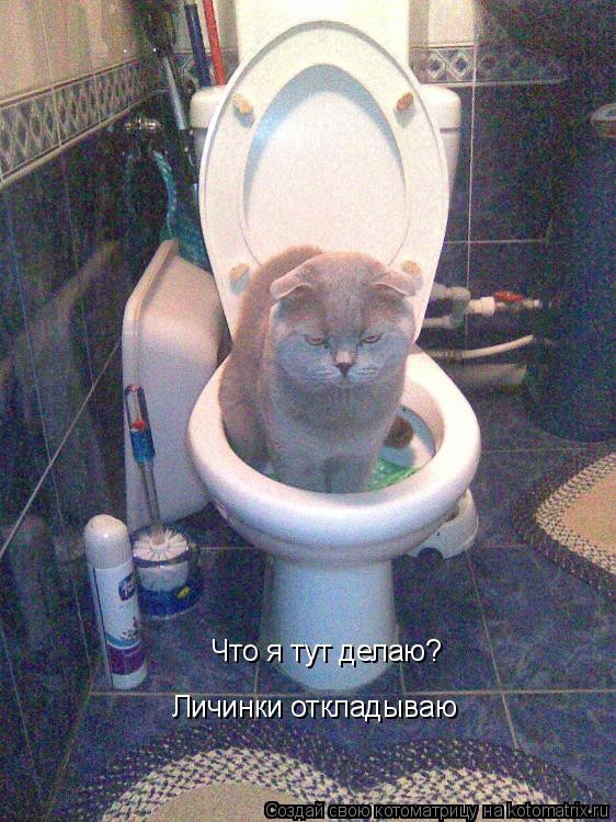 Котоматрица: Что я тут делаю? Личинки откладываю