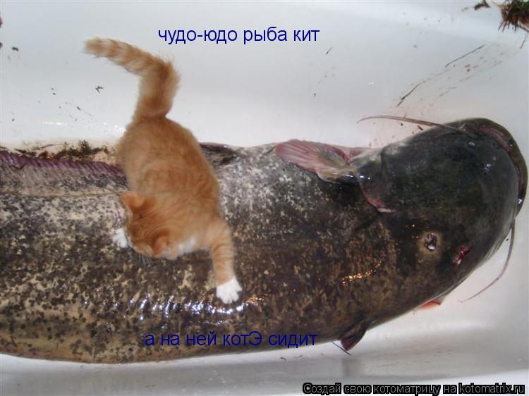 Котоматрица: чудо-юдо рыба кит а на ней котЭ сидит