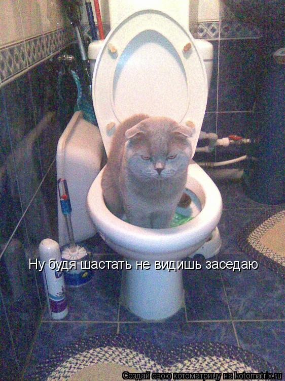 Котоматрица: Ну будя шастать не видишь заседаю